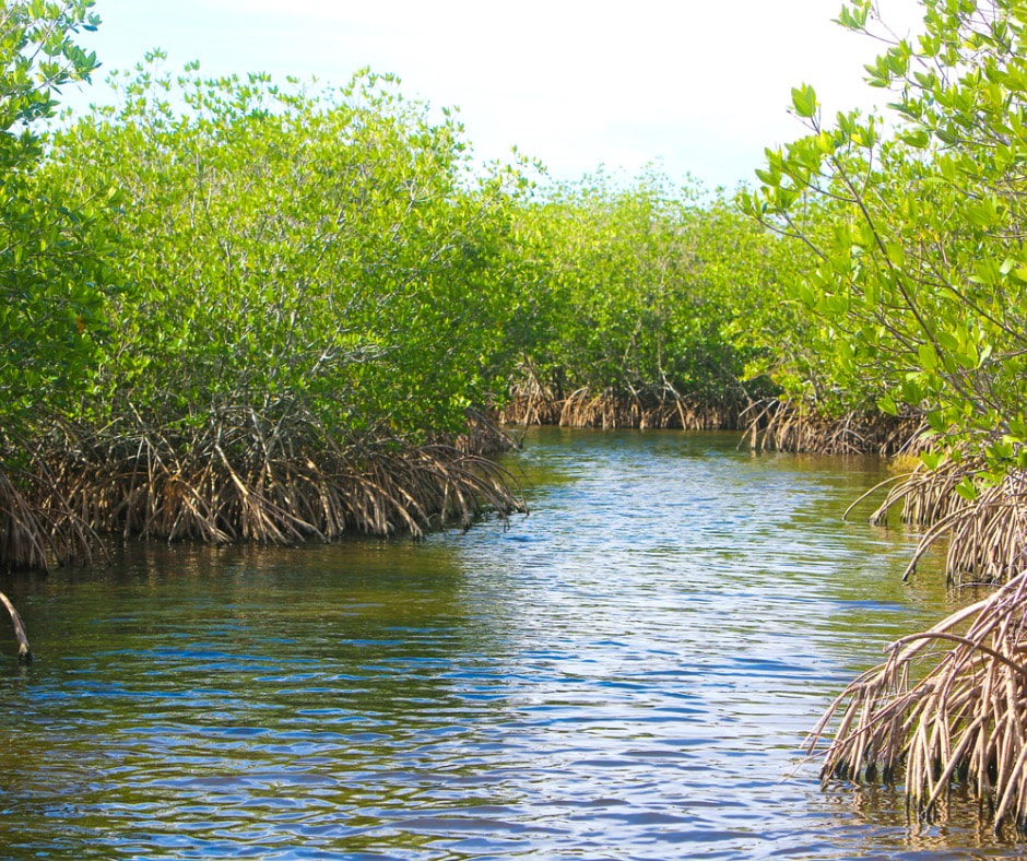 Mangrove Waterway Fishing Spot